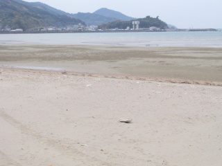 広川町海水浴場ふれあいの森